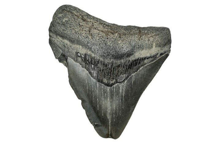 , Fossil Megalodon Tooth - Georgia #338774